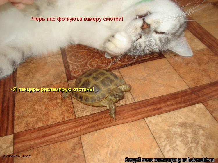 -Черь нас фоткуют,в камеру смотри! -Я панцирь рикламирую,отстань! скажите чисс... Котоматрица: -Черь нас фоткуют,в камеру смотри! -Я панцирь рикламирую,отстань! скажите чисс