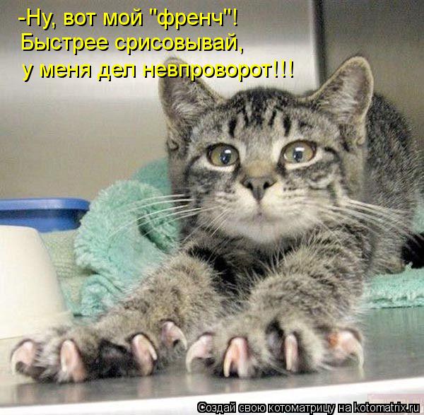 -Ну, вот мой "френч"! Быстрее срисовывай, у меня дел невпроворот!!!... Котоматрица: -Ну, вот мой "френч"! Быстрее срисовывай, у меня дел невпроворот!!!