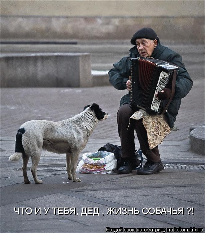 ЧТО И У ТЕБЯ, ДЕД , ЖИЗНЬ СОБАЧЬЯ ?!... Котоматрица: ЧТО И У ТЕБЯ, ДЕД , ЖИЗНЬ СОБАЧЬЯ ?!