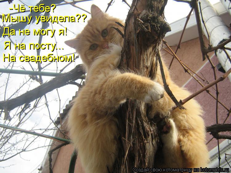 -Чё тебе? Мышу увидела?? Да не могу я! На свадебном! Я на посту...... Котоматрица: -Чё тебе? Мышу увидела?? Да не могу я! На свадебном! Я на посту...