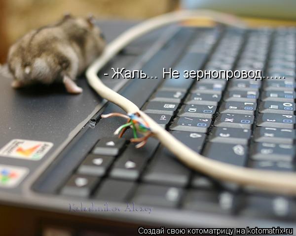 - Жаль... Не зернопровод......... Котоматрица: - Жаль... Не зернопровод......