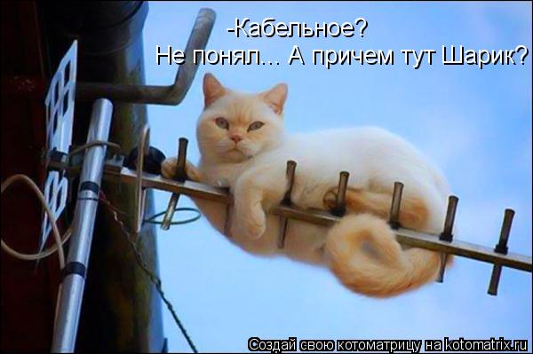 -Кабельное? Не понял... А причем тут Шарик?... Котоматрица: -Кабельное? Не понял... А причем тут Шарик?