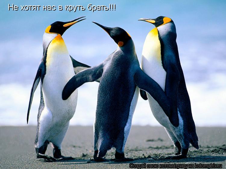 Не хотят нас в круть брать!!!... Котоматрица: Не хотят нас в круть брать!!!