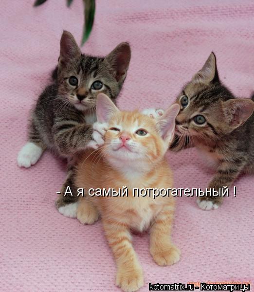 - А я самый потрогательный !... Котоматрица: - А я самый потрогательный !