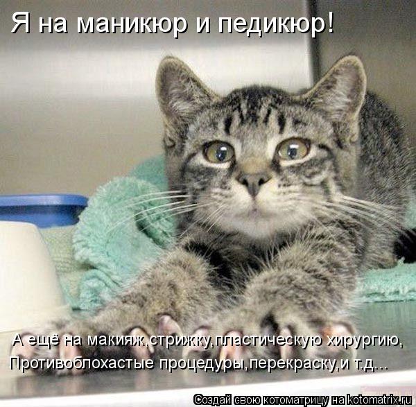 Я на маникюр и педикюр! А ещё на макияж,стрижку,пластическую хирургию, Противоблохастые процедуры,пер... Котоматрица: Я на маникюр и педикюр! А ещё на макияж,стрижку,пластическую хирургию, Противоблохастые процедуры,перекраску,и т.д...
