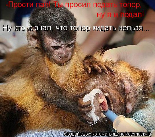 -Прости пап! Ты просил подать топор, ну я и подал! Ну кто ж знал, что топор кидать нельзя...... Котоматрица: -Прости пап! Ты просил подать топор, ну я и подал! Ну кто ж знал, что топор кидать нельзя...