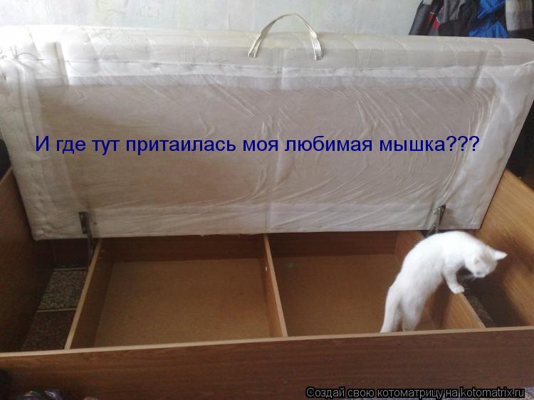 И где тут притаилась моя любимая мышка???... Котоматрица: И где тут притаилась моя любимая мышка???