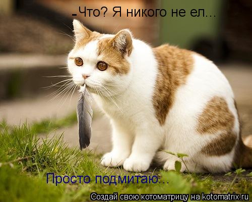 Что? Я никого не ел... Просто подмитаю... -... Котоматрица: Что? Я никого не ел... Просто подмитаю... -