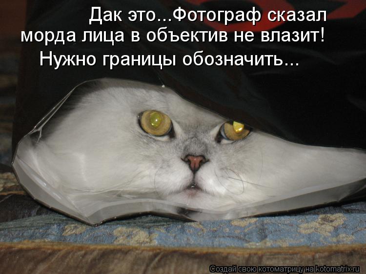 Дак это...Фотограф сказал морда лица в объектив не влазит! Нужно границы обозначить...... Котоматрица: Дак это...Фотограф сказал морда лица в объектив не влазит! Нужно границы обозначить...