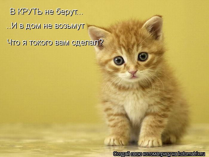 В КРУТЬ не берут... ..И в дом не возьмут Что я токого вам сделал?... Котоматрица: В КРУТЬ не берут... ..И в дом не возьмут Что я токого вам сделал?