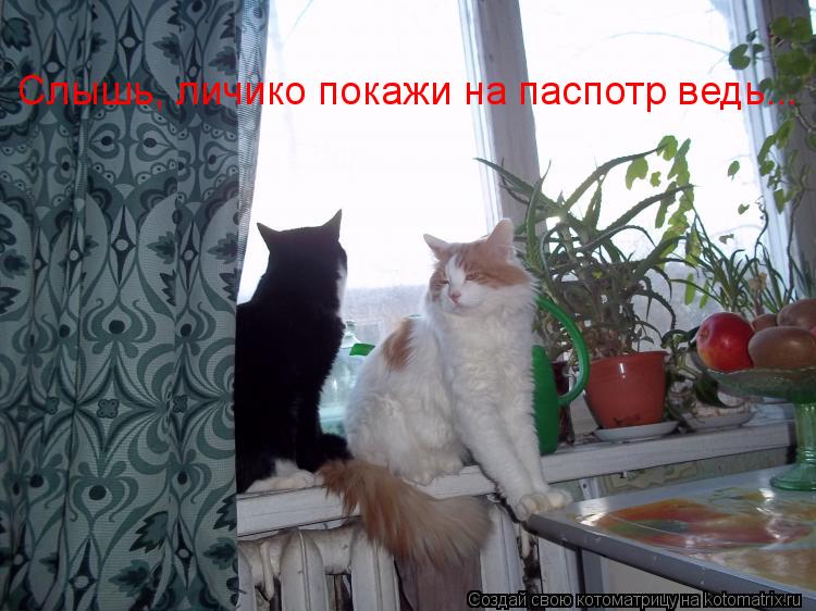 Cлышь, личико покажи на паспотр ведь...... Котоматрица: Cлышь, личико покажи на паспотр ведь...