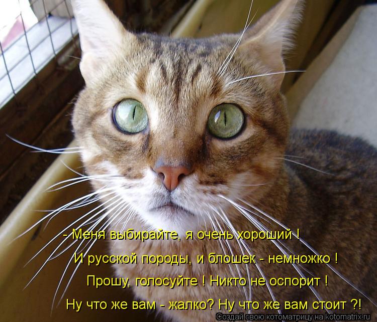 - Меня выбирайте, я очень хороший ! И русской породы, и блошек - немножко ! Прошу, голосуйте ! Никто ... Котоматрица: - Меня выбирайте, я очень хороший ! И русской породы, и блошек - немножко ! Прошу, голосуйте ! Никто не оспорит ! Прошу, голосуйте ! Никто не оспо