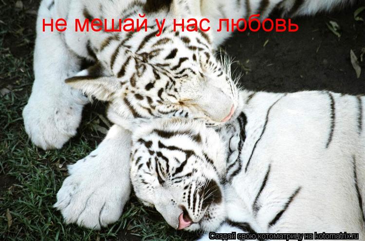 не мешай у нас любовь... Котоматрица: не мешай у нас любовь