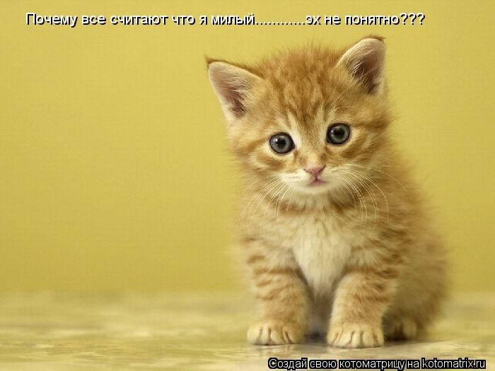 Почему все считают что я милый............эх не понятно???... Котоматрица: Почему все считают что я милый............эх не понятно???