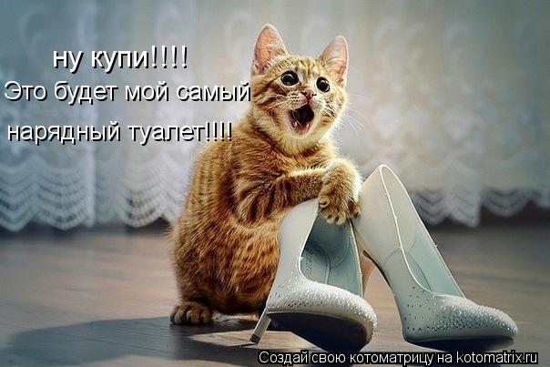 ну купи!!!! Это будет мой самый нарядный туалет!!!!... Котоматрица: ну купи!!!! Это будет мой самый нарядный туалет!!!!