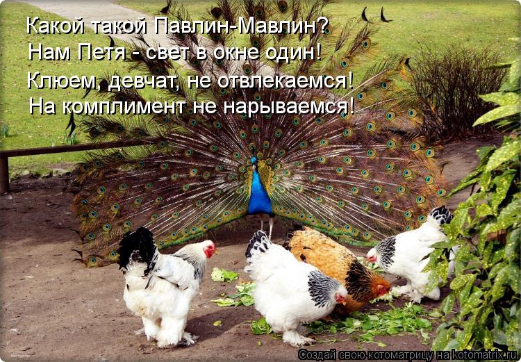 Какой такой Павлин-Мавлин? Нам Петя - свет в окне один! На комплимент не нарываемся! Клюем, девчат, н... Котоматрица: Какой такой Павлин-Мавлин? Нам Петя - свет в окне один! На комплимент не нарываемся! Клюем, девчат, не отвлекаемся!