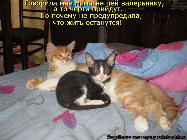 Говорила мне мама:не пей валерьянку, Но почему не предупредила, что жить останутся! а то черти прийду... Котоматрица: Говорила мне мама:не пей валерьянку, Но почему не предупредила, что жить останутся! а то черти прийдут.