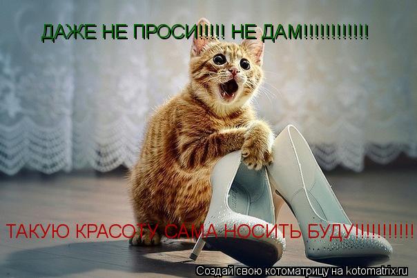 ДАЖЕ НЕ ПРОСИ!!!!! НЕ ДАМ!!!!!!!!!!!! ТАКУЮ КРАСОТУ САМА НОСИТЬ БУДУ!!!!!!!!!!!!!!!!!!!!!... Котоматрица: ДАЖЕ НЕ ПРОСИ!!!!! НЕ ДАМ!!!!!!!!!!!! ТАКУЮ КРАСОТУ САМА НОСИТЬ БУДУ!!!!!!!!!!!!!!!!!!!!!