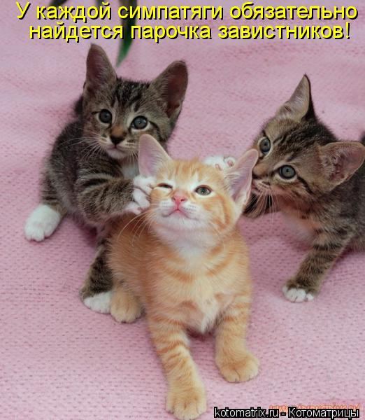 У каждой симпатяги обязательно найдется парочка завистников!... Котоматрица: У каждой симпатяги обязательно найдется парочка завистников!