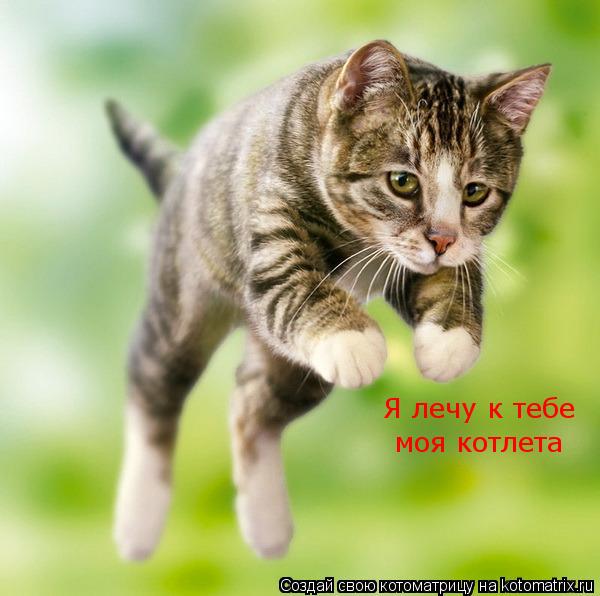 Я лечу к тебе моя котлета... Котоматрица: Я лечу к тебе моя котлета