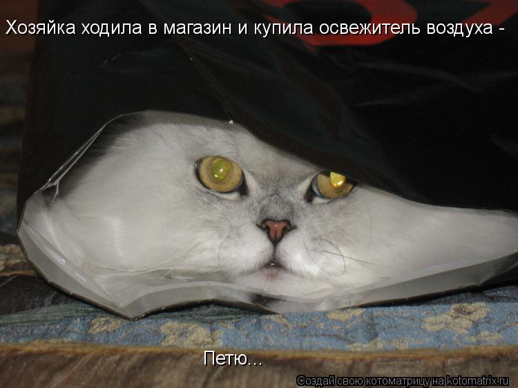 Хозяйка ходила в магазин и купила освежитель воздуха - Петю...... Котоматрица: Хозяйка ходила в магазин и купила освежитель воздуха - Петю...