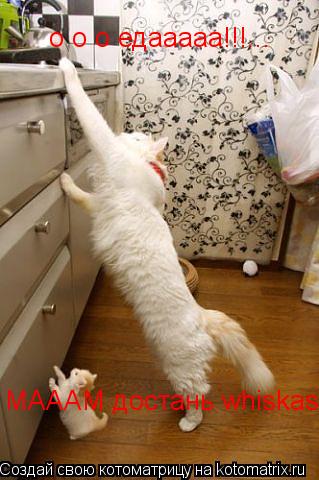 о о о едааааа!!!... МАААМ достань whiskas... Котоматрица: о о о едааааа!!!... МАААМ достань whiskas