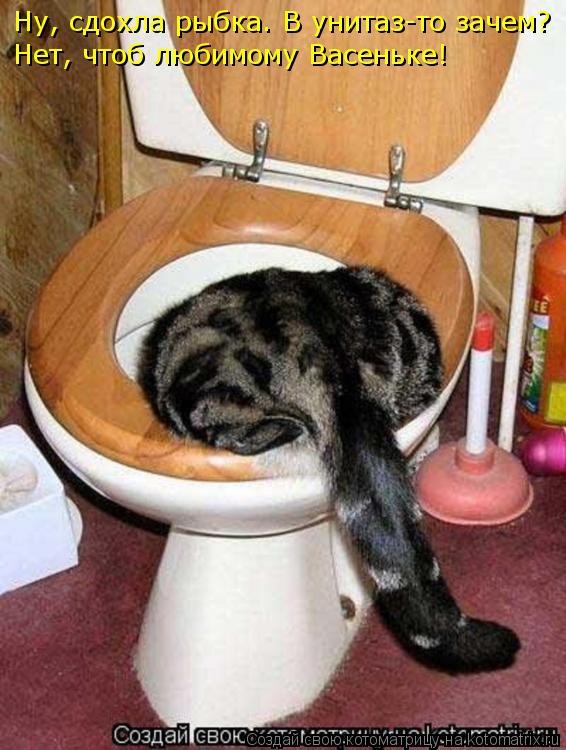 Ну, сдохла рыбка. В унитаз-то зачем? Нет, чтоб любимому Васеньке!... Котоматрица: Ну, сдохла рыбка. В унитаз-то зачем? Нет, чтоб любимому Васеньке!