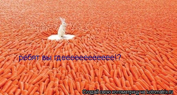 ребят вы гдееееееееееее!?... Котоматрица: ребят вы гдееееееееееее!?