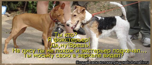 Ты кто? Я фокстерьер! Да,ну!Врешь! На лису ты не похож и экстерьер подкачал... Ты моську свою в зерка... Котоматрица: Ты кто? Я фокстерьер! Да,ну!Врешь! На лису ты не похож и экстерьер подкачал... Ты моську свою в зеркале видел?