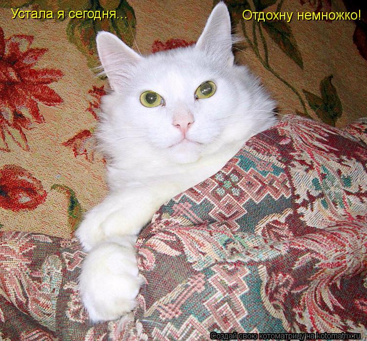 Котоматрица: Отдохну немножко!  Устала я сегодня...