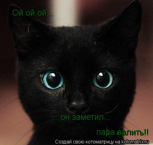 Котоматрица: Ой ой ой... пара валить!!  ...он заметил...