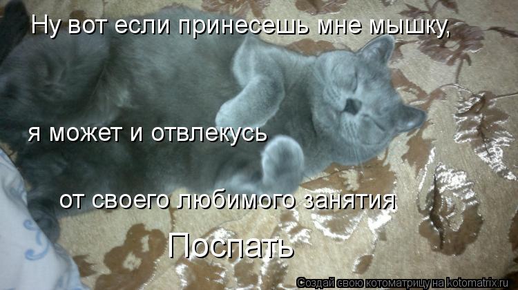Котоматрица: Ну вот если принесешь мне мышку,   я может и отвлекусь  от своего любимого занятия Поспать