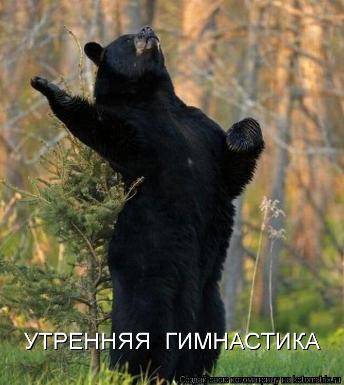 Котоматрица: УТРЕННЯЯ  ГИМНАСТИКА