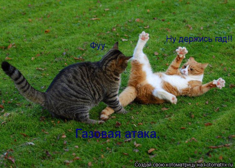 Котоматрица: Ну держись гад!! Фуу Газовая атака.