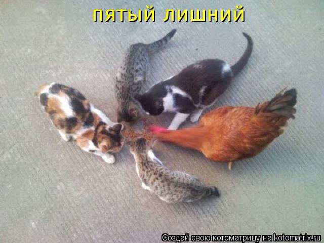 Котоматрица: пятый лишний