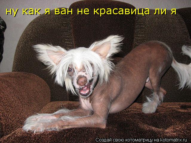 Котоматрица: ну как я ван не красавица ли я