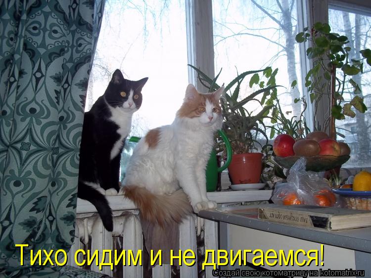 Тихо сидим и не двигаемся!... Котоматрица: Тихо сидим и не двигаемся!