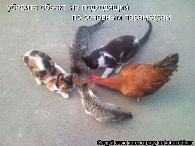 уберите объект, не подходящий по основным параметрам... Котоматрица: уберите объект, не подходящий по основным параметрам