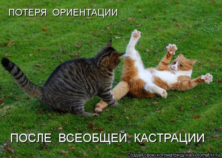 ПОТЕРЯ ОРИЕНТАЦИИ ПОСЛЕ ВСЕОБЩЕЙ КАСТРАЦИИ... Котоматрица: ПОТЕРЯ ОРИЕНТАЦИИ ПОСЛЕ ВСЕОБЩЕЙ КАСТРАЦИИ