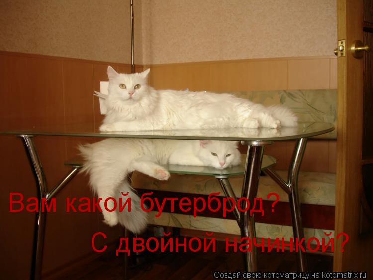 Вам какой бутерброд? С двойной начинкой?... Котоматрица: Вам какой бутерброд? С двойной начинкой?