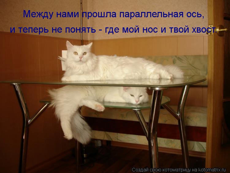Между нами прошла параллельная ось, и теперь не понять - где мой нос и твой хвост.... Котоматрица: Между нами прошла параллельная ось, и теперь не понять - где мой нос и твой хвост.