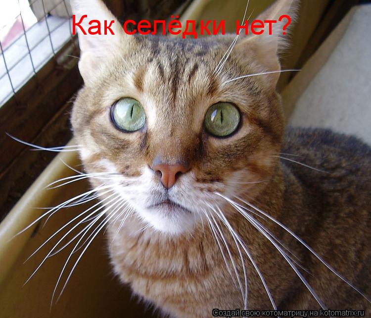 Как селёдки нет?... Котоматрица: Как селёдки нет?