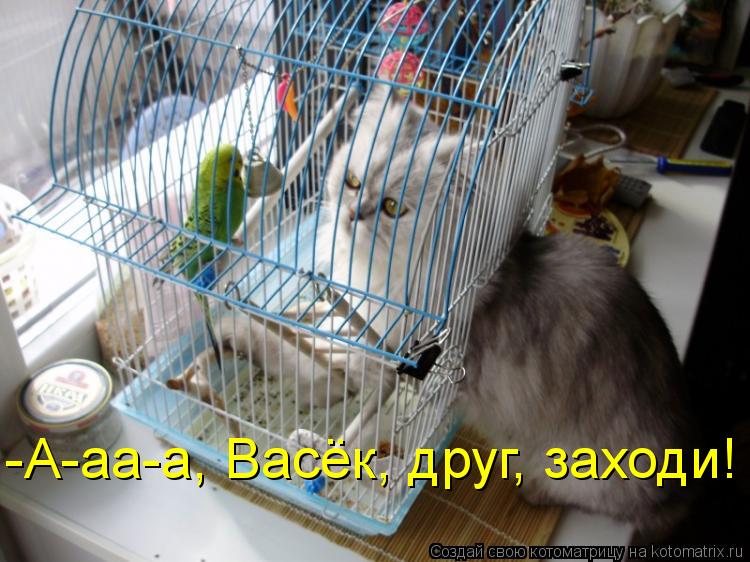 -А-аа-а, Васёк, друг, заходи!... Котоматрица: -А-аа-а, Васёк, друг, заходи!