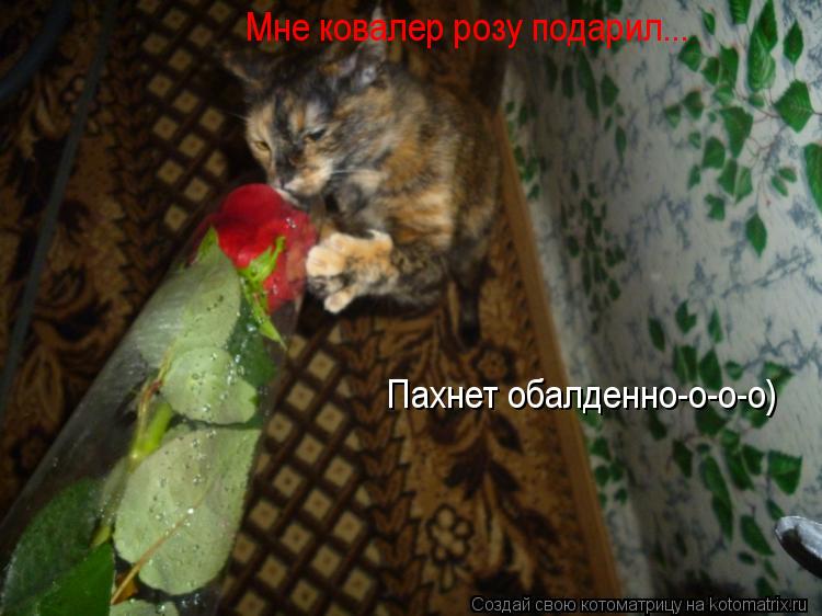 Мне ковалер розу подарил... Пахнет обалденно-о-о-о)... Котоматрица: Мне ковалер розу подарил... Пахнет обалденно-о-о-о)