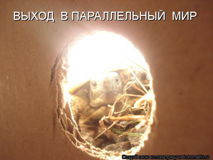 ВЫХОД В ПАРАЛЛЕЛЬНЫЙ МИР... Котоматрица: ВЫХОД В ПАРАЛЛЕЛЬНЫЙ МИР