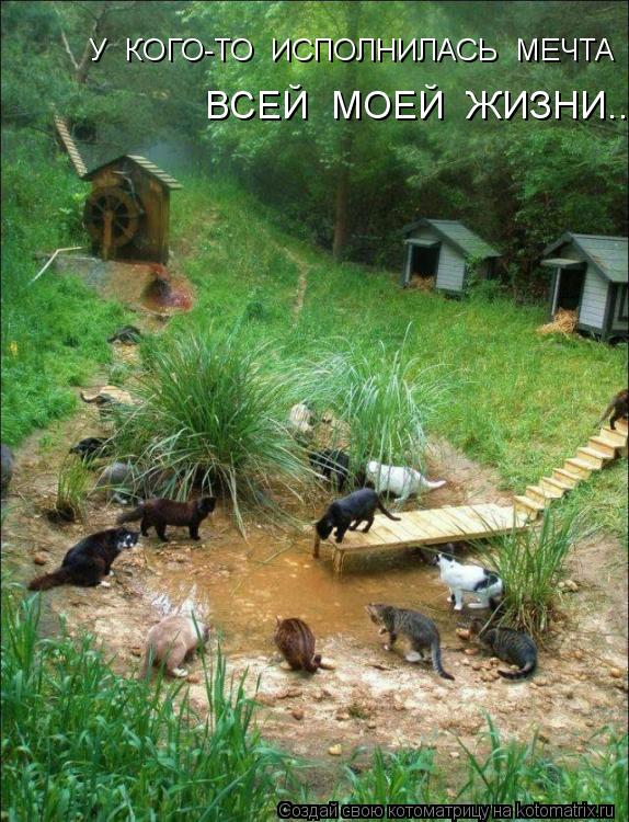 У КОГО-ТО ИСПОЛНИЛАСЬ МЕЧТА ВСЕЙ МОЕЙ ЖИЗНИ...... Котоматрица: У КОГО-ТО ИСПОЛНИЛАСЬ МЕЧТА ВСЕЙ МОЕЙ ЖИЗНИ...