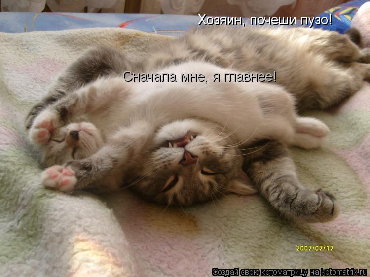 Хозяин, почеши пузо! Сначала мне, я главнее!... Котоматрица: Хозяин, почеши пузо! Сначала мне, я главнее!