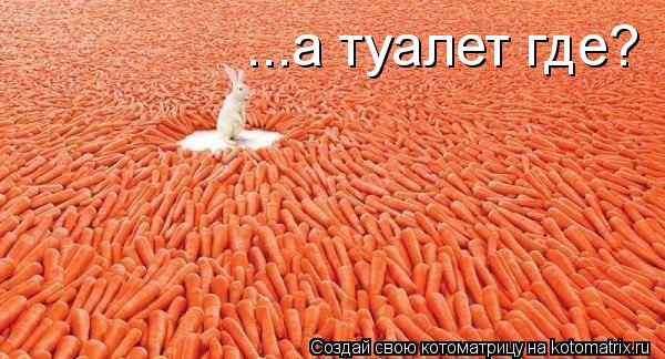 ...а туалет где?... Котоматрица: ...а туалет где?