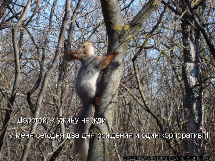Дорогой, к ужину не жди... у меня сегодня два дня рождения и один корпоратив!!!!... Котоматрица: Дорогой, к ужину не жди... у меня сегодня два дня рождения и один корпоратив!!!!