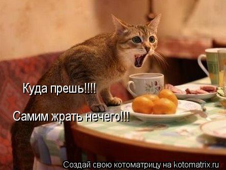 Куда прешь!!!! Самим жрать нечего!!!... Котоматрица: Куда прешь!!!! Самим жрать нечего!!!